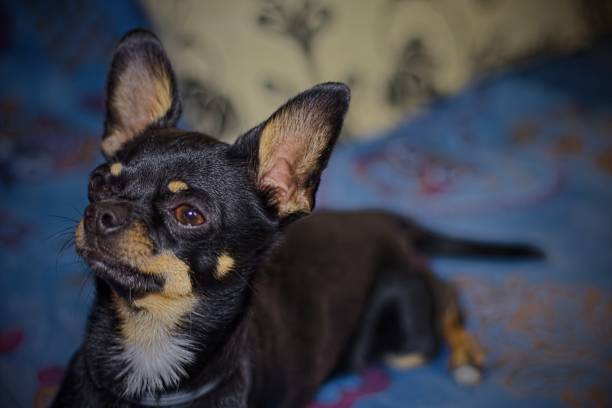 istock Chihuahua Dog 1039681016
