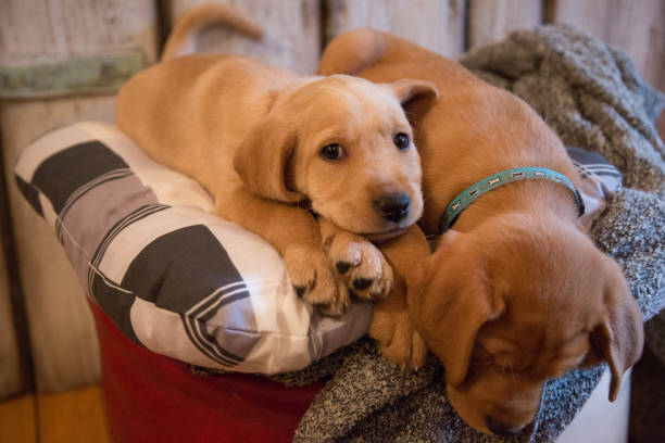 istock Two puppies lying down on pillow 1039683112