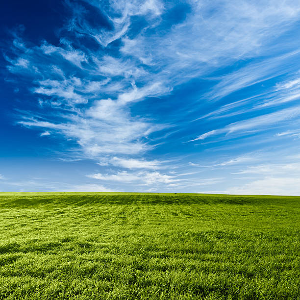 istock blue skies above the green field 103968685