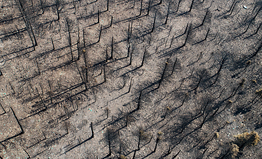 Burnt trees and hillside after a Colorado forest fire.

Note: All drone photos were taken after the fire was out and the all clear given.