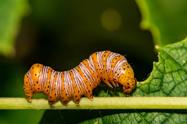 istock Beautiful Wood Nymph Caterpillar 1039691768
