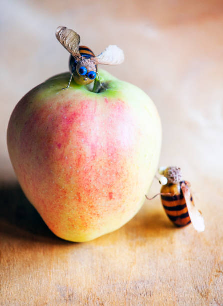 istock Apple acorn bee wooden table 1039691848