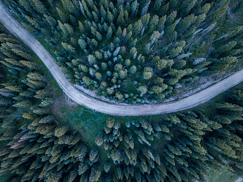 Aerial view looking down at a dirt road through the pine trees