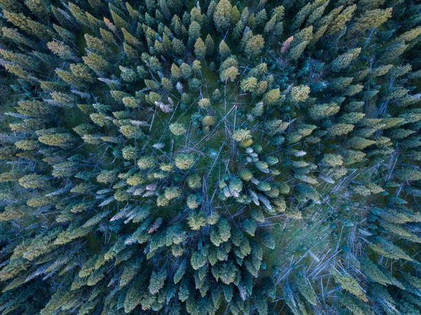 istock Aerial view of pine trees below 1039692028