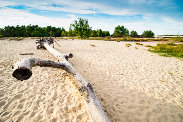 großen baumstamm im sand der nationalpark loonse en drunense duinen, niederlande - drunen stock-fotos und bilder