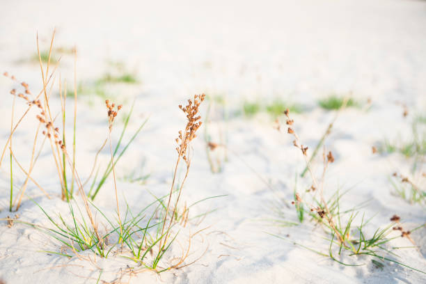 nahes hohes grass mit braunen blume in dünen von nationalpark loonse und drunense duinen, niederlande - drunen stock-fotos und bilder