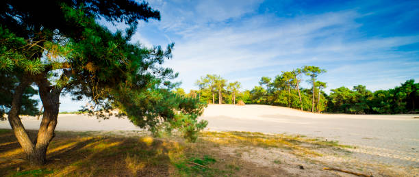 pins dans les dunes du parc national de loonse et drunense duinen, pays-bas - drunen photos et images de collection