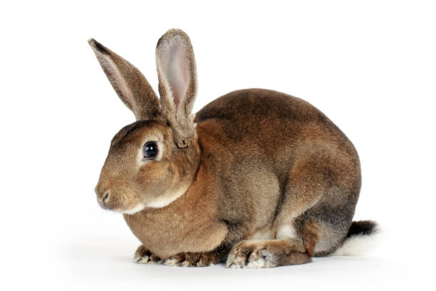 istock Rabbit lying and looking at camera against white background 1039693342