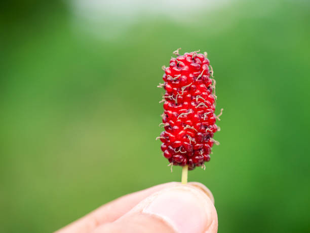 The Red Mulberry