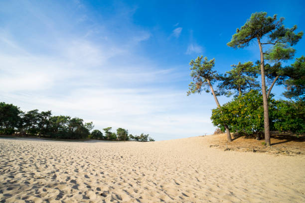 pins dans les dunes du parc national de loonse et drunense duinen, pays-bas - drunen photos et images de collection