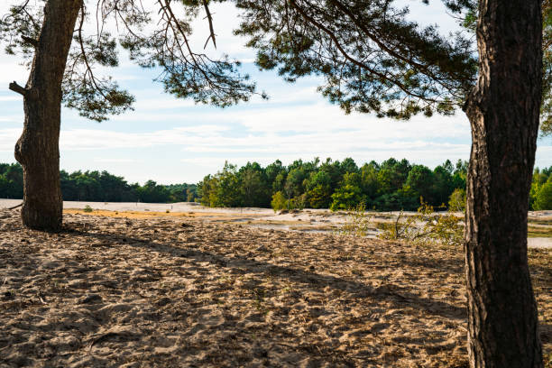 pinien in den dünen der nationalpark loonse und drunense duinen, niederlande - drunen stock-fotos und bilder