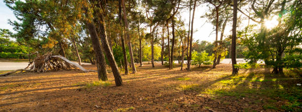 松の木と茶色の葉国立公園 loonse と drunense ダイネン、オランダ - drunen ストックフォトと画像