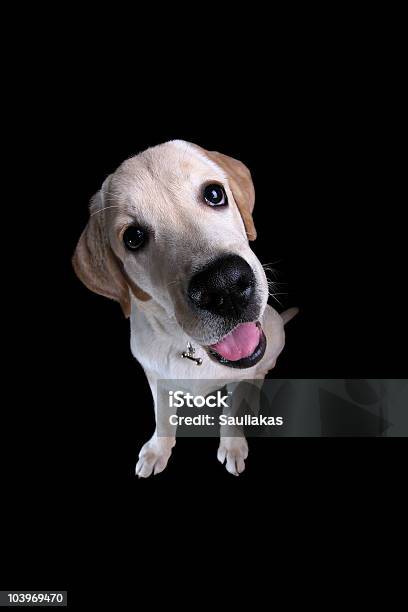 Labrador Retriever Stockfoto und mehr Bilder von Ansicht aus erhöhter Perspektive - Ansicht aus erhöhter Perspektive, Bizarr, Blick in die Kamera