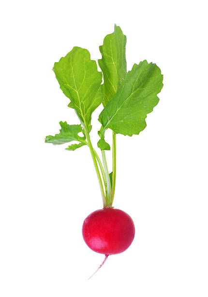 istock A red radish on a white background 103970428