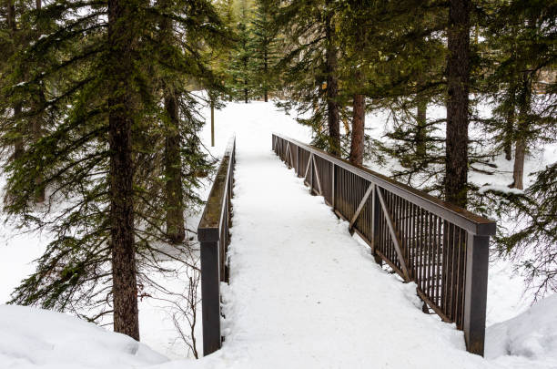 istock Pedestrian Bridge along a Footpath Through a Snowy Forest in Winter 1039704340