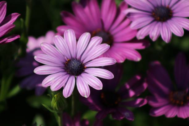 istock Purple flower petals in sunlight 1039704906