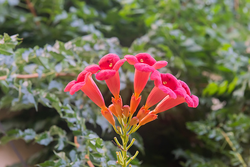 Flores de la enredadera de trompeta flamenca en jardín photo