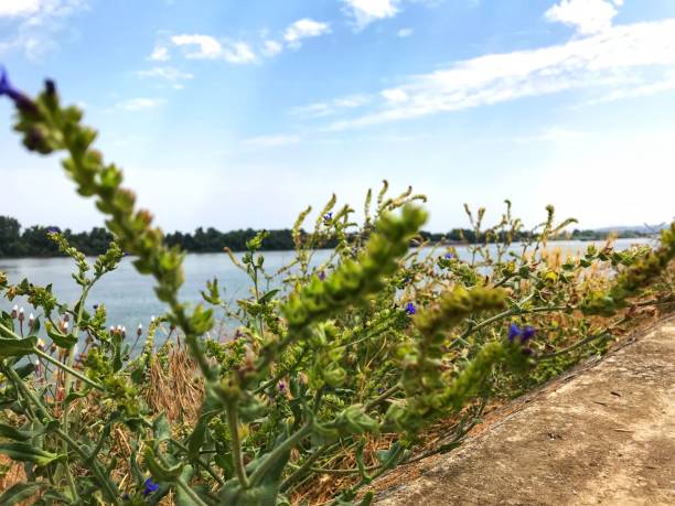 Purple flower with Danube river background Scenic purple flower photography with Danube river background danube river stock pictures, royalty-free photos & images