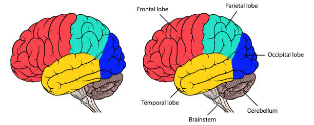 stockillustraties, clipart, cartoons en iconen met delen van het menselijk brein anatomie kant bekijken plat - kleine hersenen