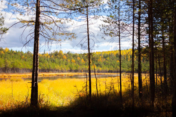 istock lake in autumn forest against blue sky landscape 1039705732