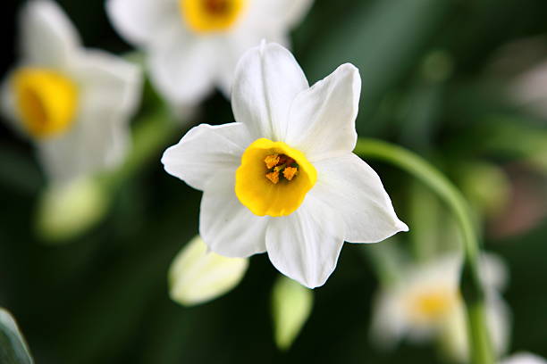 narcissus beautiful narcissus paperwhite narcissus stock pictures, royalty-free photos & images