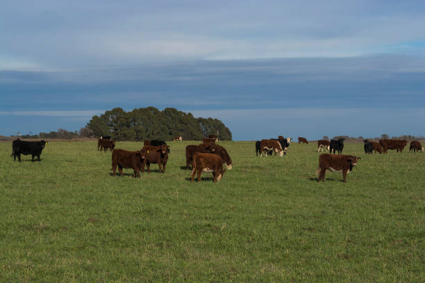 istock Cows in its habita 1039710424