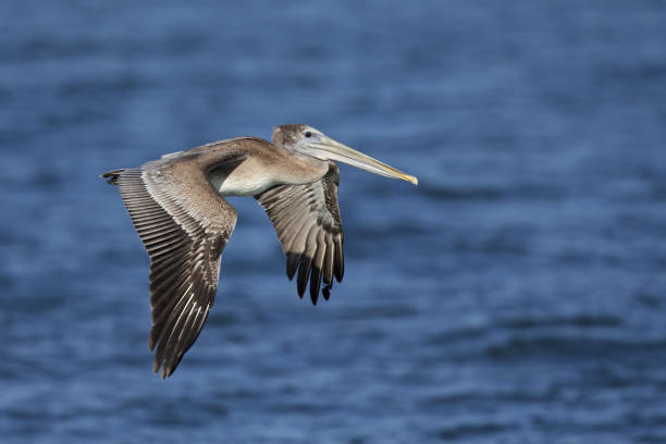 a brown pelican (pelecanus occidentalis) in flight at moss landing california. - pelican landing imagens e fotografias de stock
