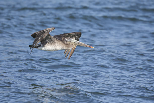 istock A brown pelican (Pelecanus occidentalis) in flight at Moss landing California. 1039713976
