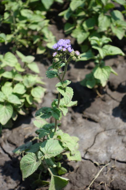 ageratum houstonianum w rozkwicie pod koniec czerwca - whiteweed zdjęcia i obrazy z banku zdjęć