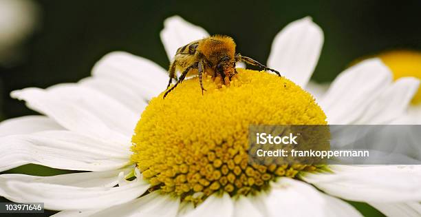 Apis Stockfoto und mehr Bilder von Biene - Biene, Blume, Chrysanthemum superbum