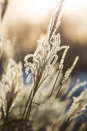 American Ornamental Grasses (Miscanthus) in Golden Winter Sunset Light