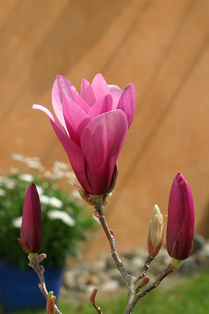 magnolia - gblu stock-fotos und bilder