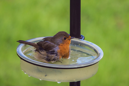 Robin having a wash in a little water dish attached to a garden bird feeder