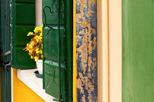 Yellow flowers vase on windowsill and green window shutters in Burano, Italy
