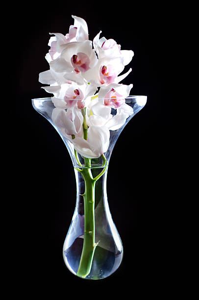 Orchidee bianche su nero - foto stock