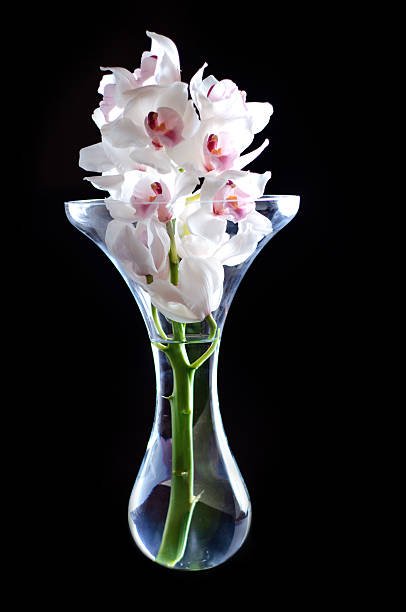 Cтоковое фото Белых орхидей на черном