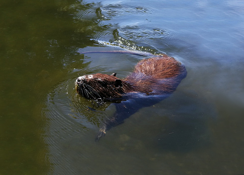 Two Eurasian Beavers (Castor fiber) on the bank of a pond in Scotland