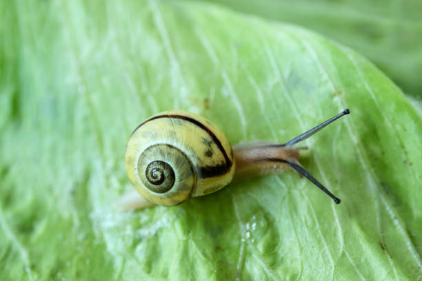 Snail crawling on green salad - Macro photography