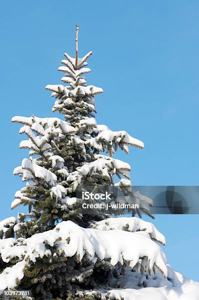 Пихта Winter — стоковые фотографии и другие картинки Без людей - Без людей, Белый, Блестящий