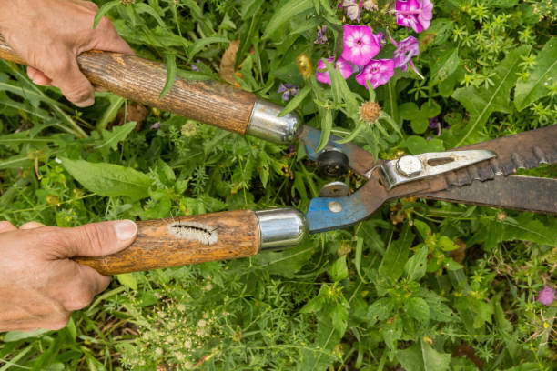 istock Hidden Dangers of Gardening 1039739802