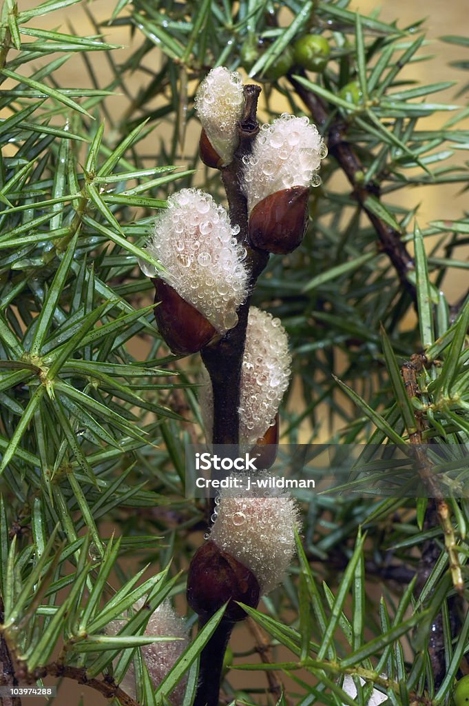 Boccioli primaverili - Foto stock royalty-free di Ago - Parte della pianta