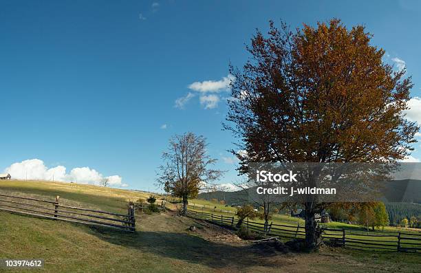 Beechtree 니어 경로만 0명에 대한 스톡 사진 및 기타 이미지 - 0명, 가을, 건초-식물