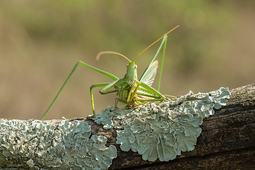 Common Predatory Bush-cricket (Saga pedo) is found from the Iberian Peninsula to West Siberia and is very widespread in Europe. It is wingless bush cricket, with the body size of up to 12 cm (4.7 in), which makes it one of the largest European insects and one of the world's largest Orthoptera (grasshoppers). This species is listed on annex IV of the EU Habitats Directive. It is therefore strictly protected in the European Union and monitoring is implemented