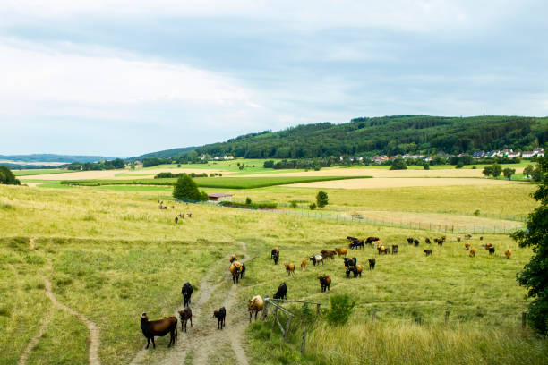 Flock of aurochs outside