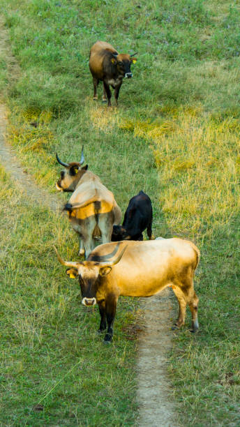 istock Flock of many aurochs outside in the fields 1039749766