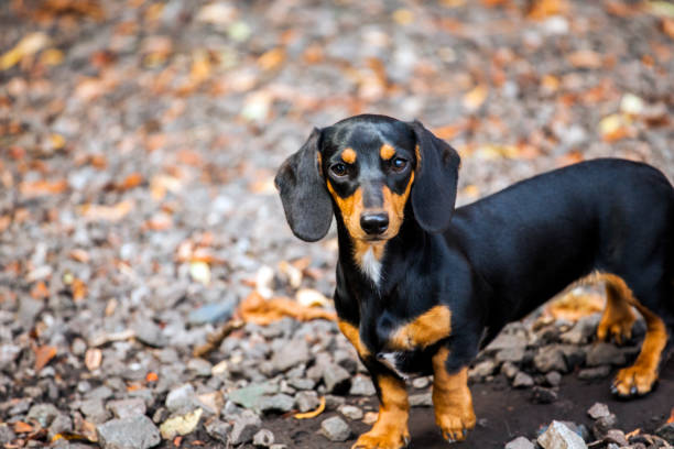 istock Dachshund Dog autumn Garden 1039750140
