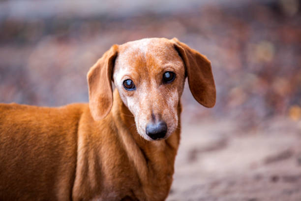 istock Dachshund Dog autumn Garden 1039750332