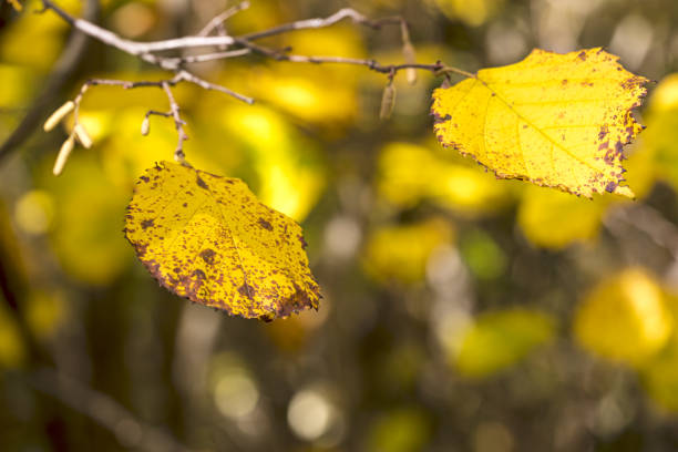 yellow birch leaves on defocused autumn forest background