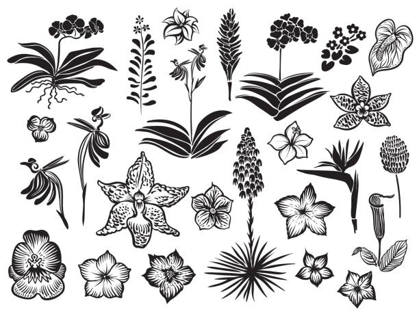 720+ Yucca Flower Stock Illustrations, Royalty-Free Vector