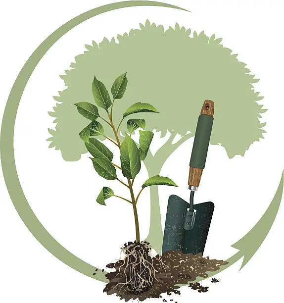 Vector illustration of Arbor Day Tree Planting with Small Seedling and Visible Roots
